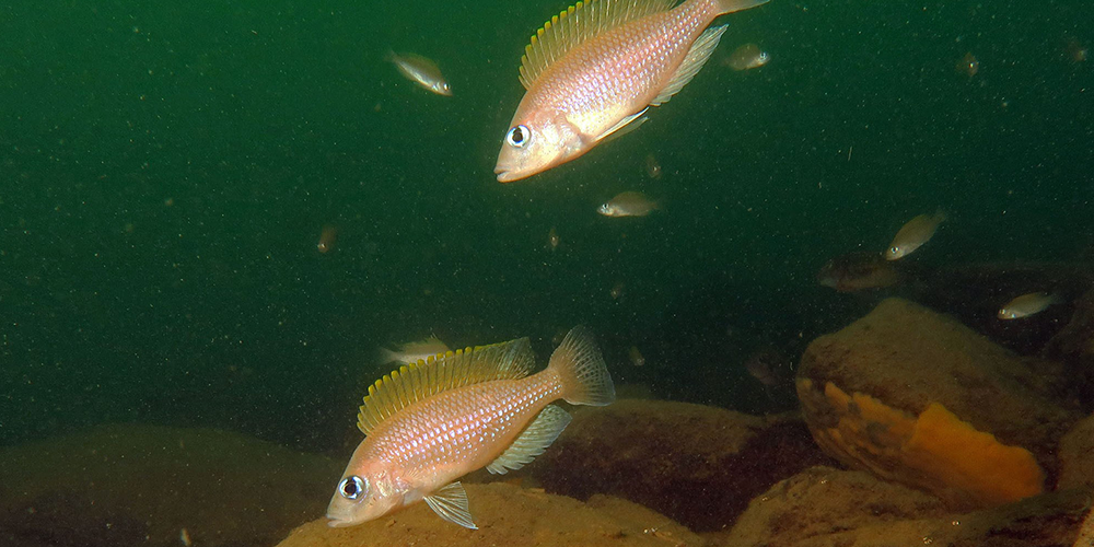 Highly dynamic sex chromosomes in cichlid fishes | University of Basel